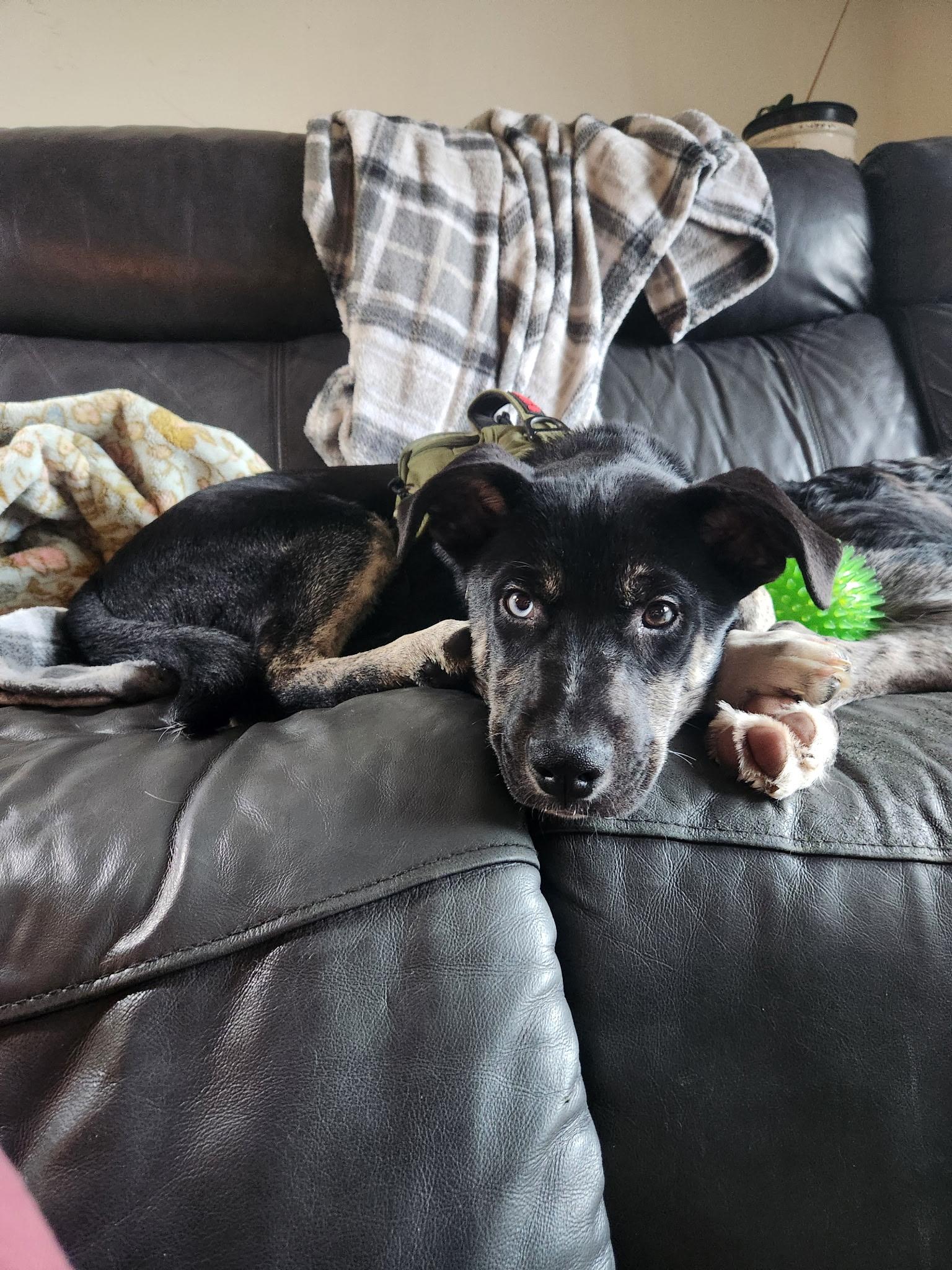 Apollo, a ADOPTABLE mixed breed in Athens, NY image 1/2