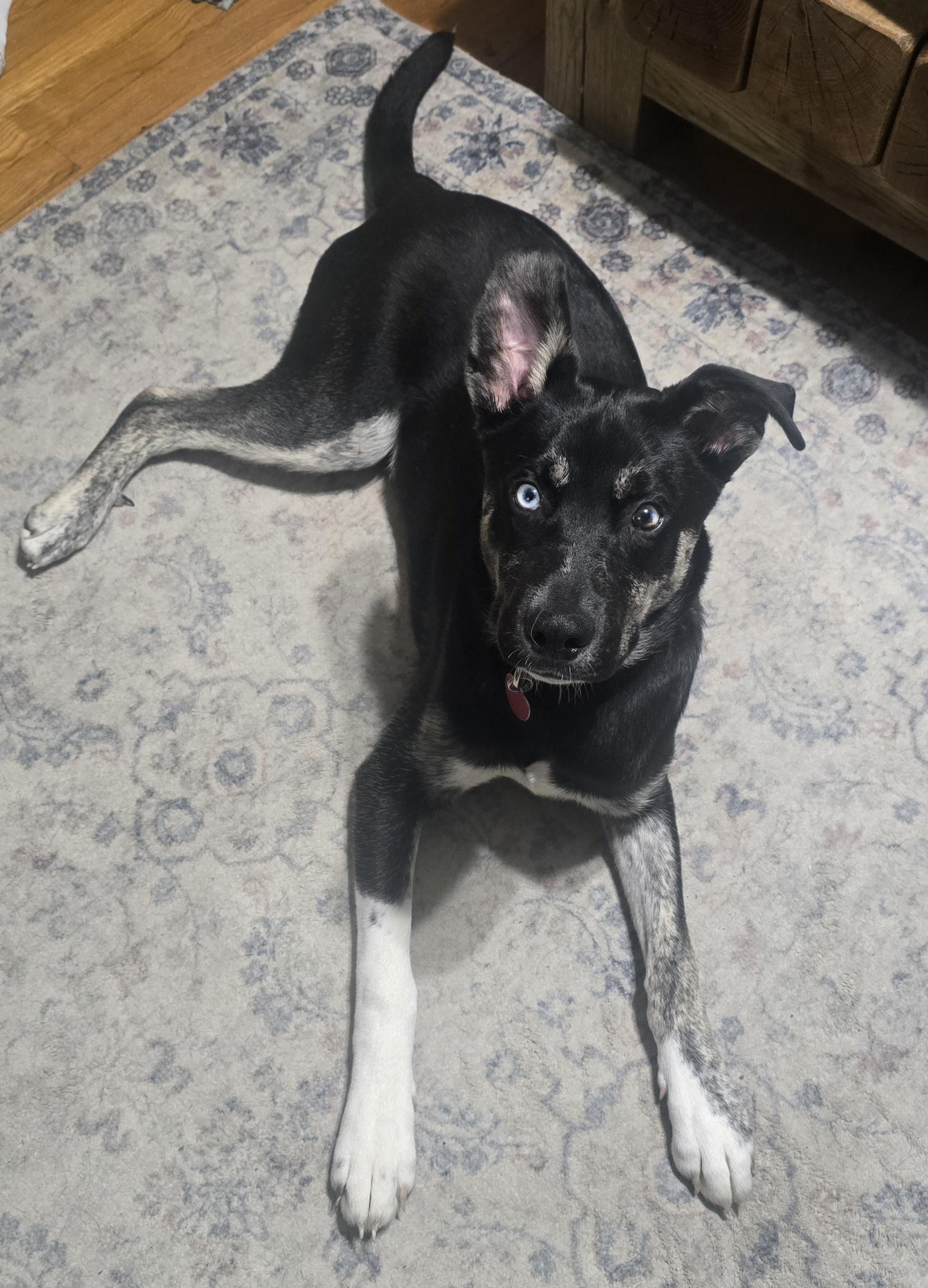 Apollo, ADOPTABLE, Young Male Husky & Catahoula Leopard Dog.