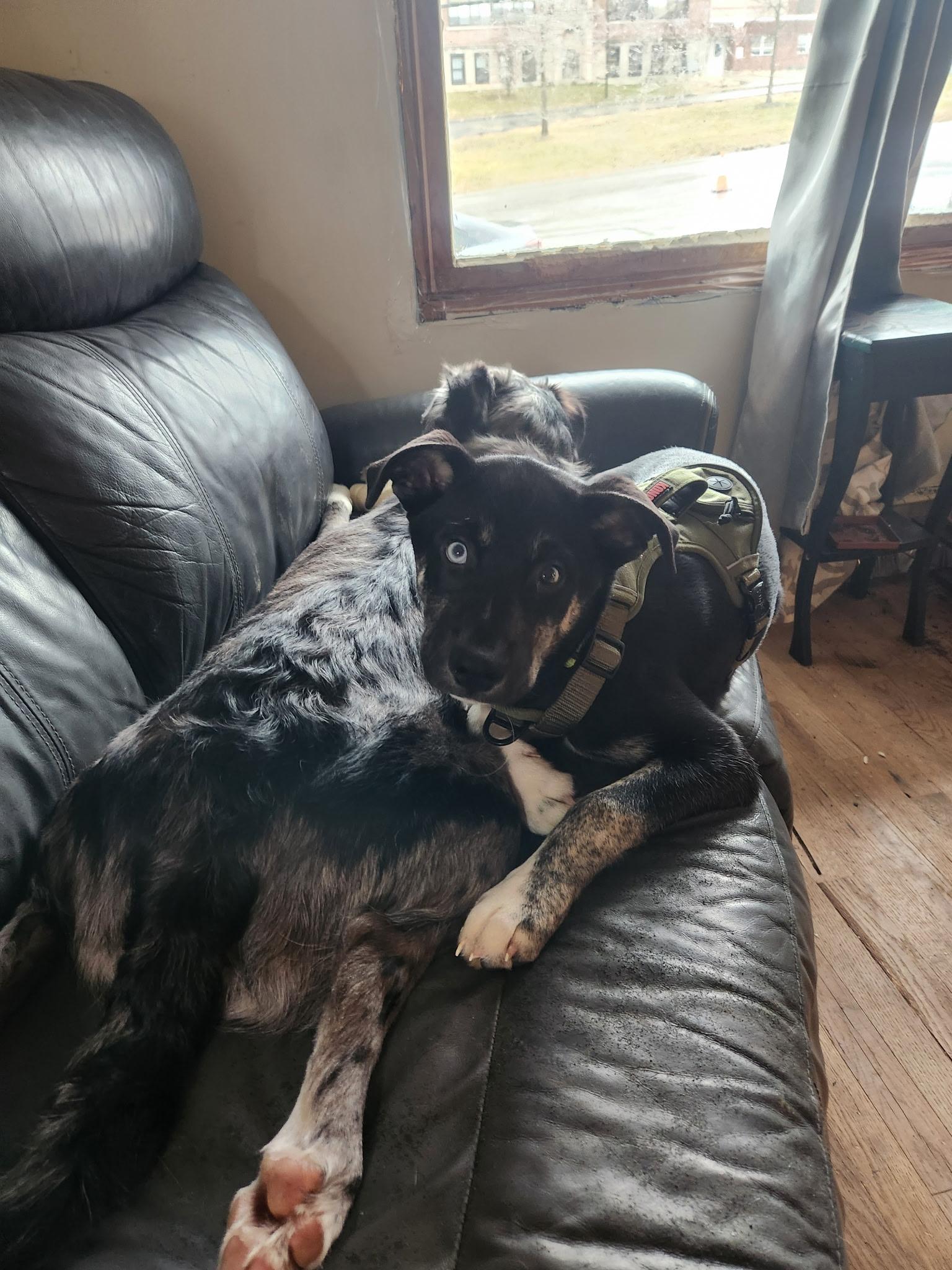 Apollo, a ADOPTABLE mixed breed in Athens, NY image 2/2