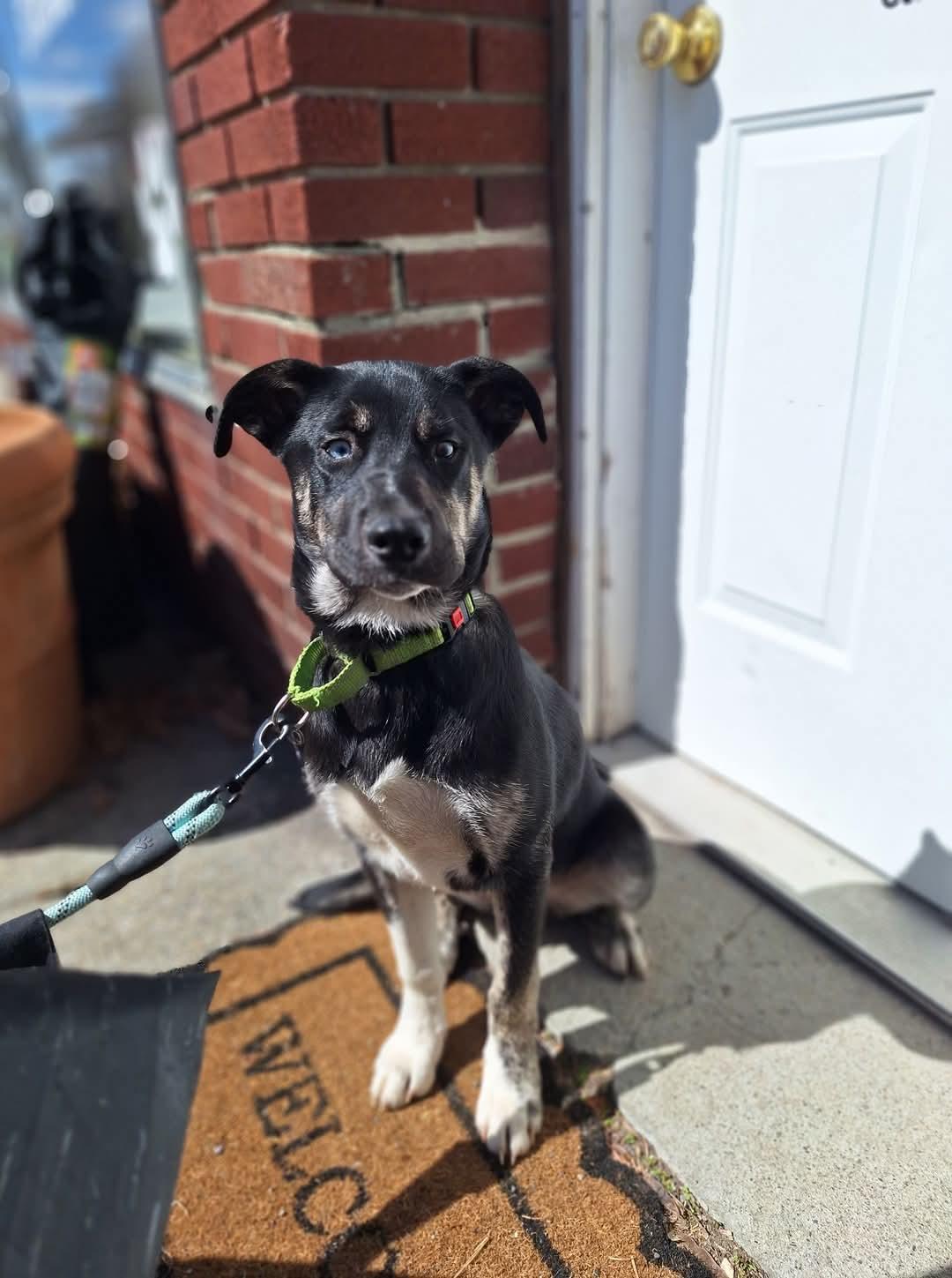 Enlarge Apollo, a ADOPTABLE mixed breed in Athens, NY image 4/5