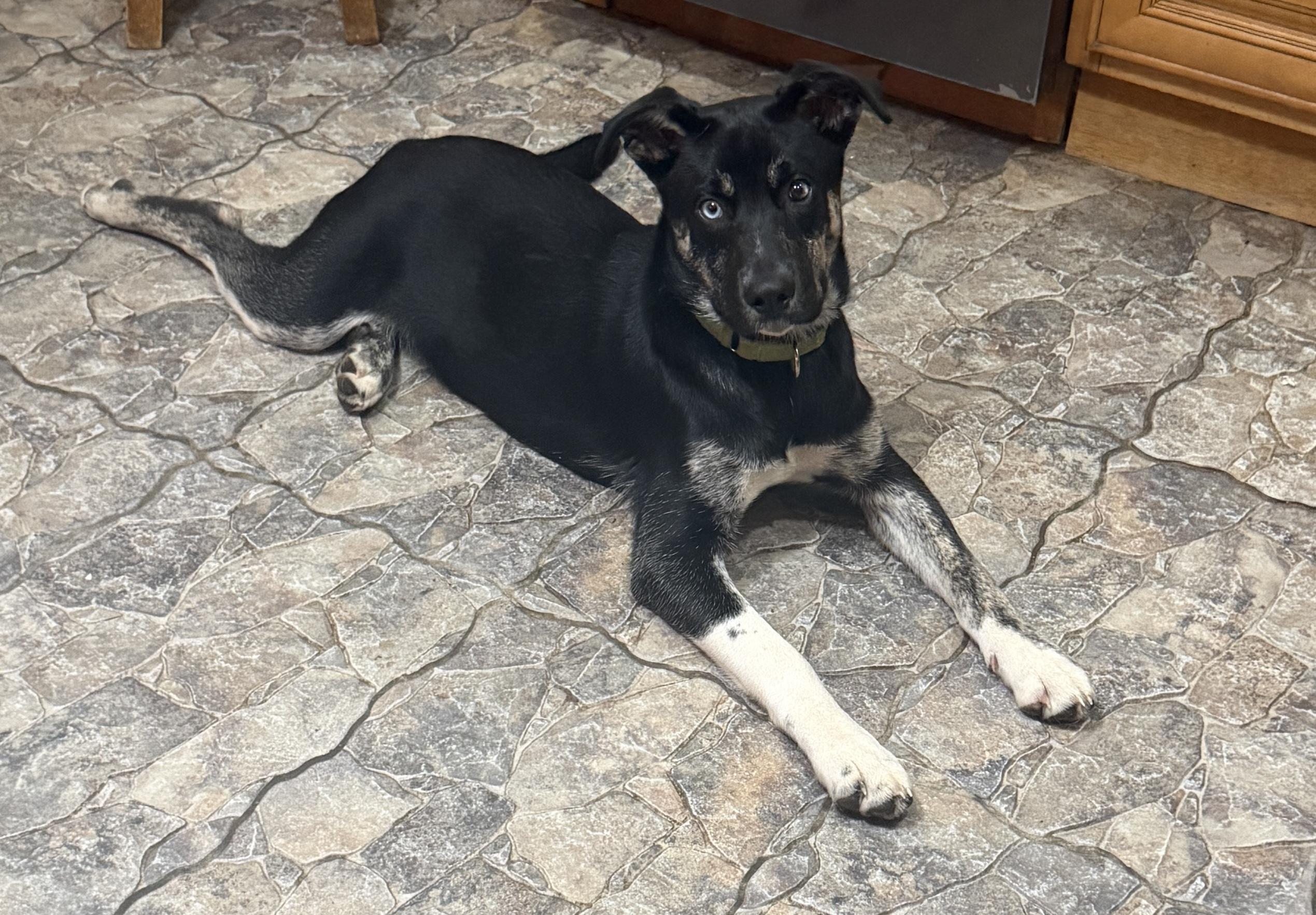 Enlarge Apollo, a ADOPTABLE mixed breed in Athens, NY image 2/5