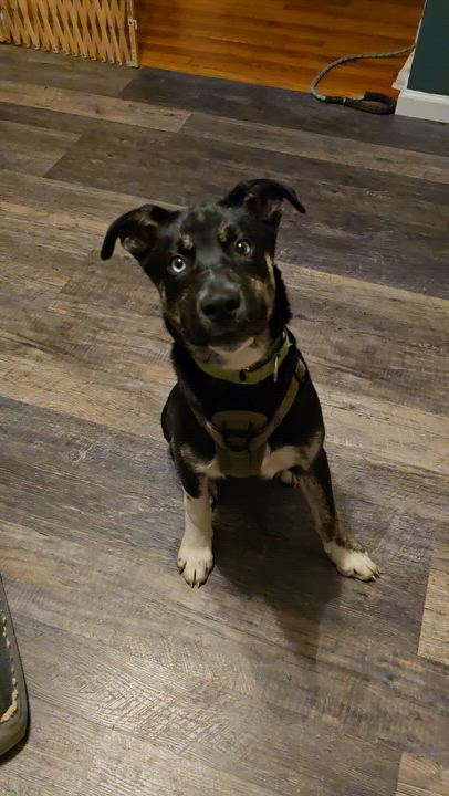 Enlarge Apollo, a ADOPTABLE mixed breed in Athens, NY video 5/5