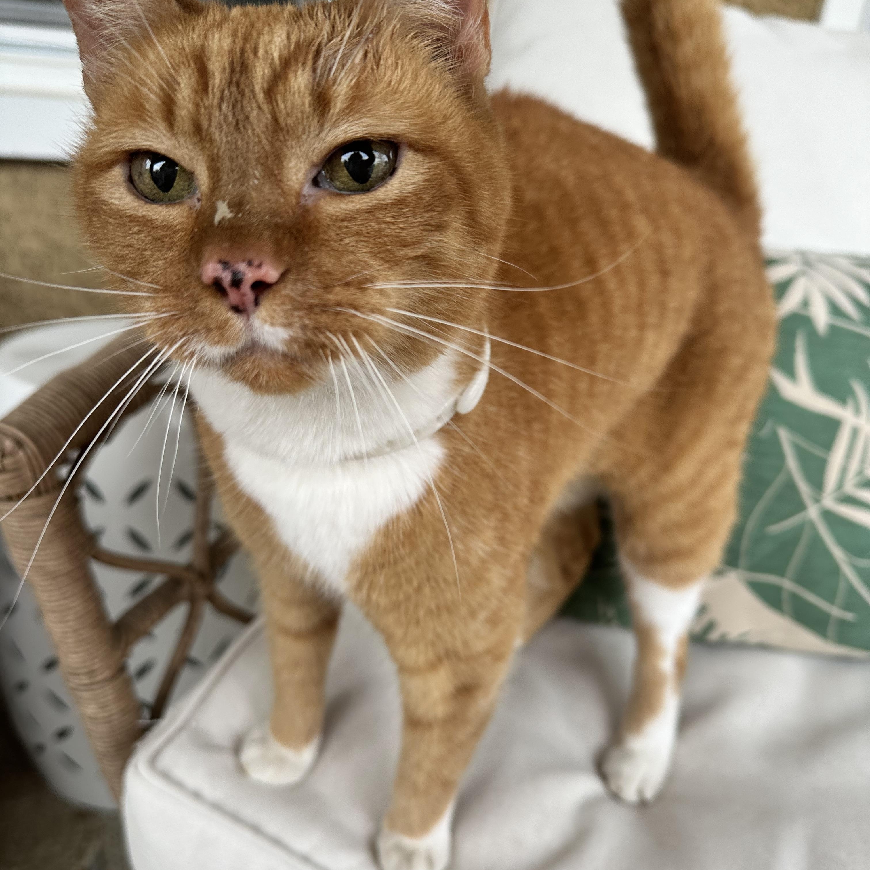 Enlarge Felix, an adopted Domestic Short Hair in Richmond, VA image 1/4