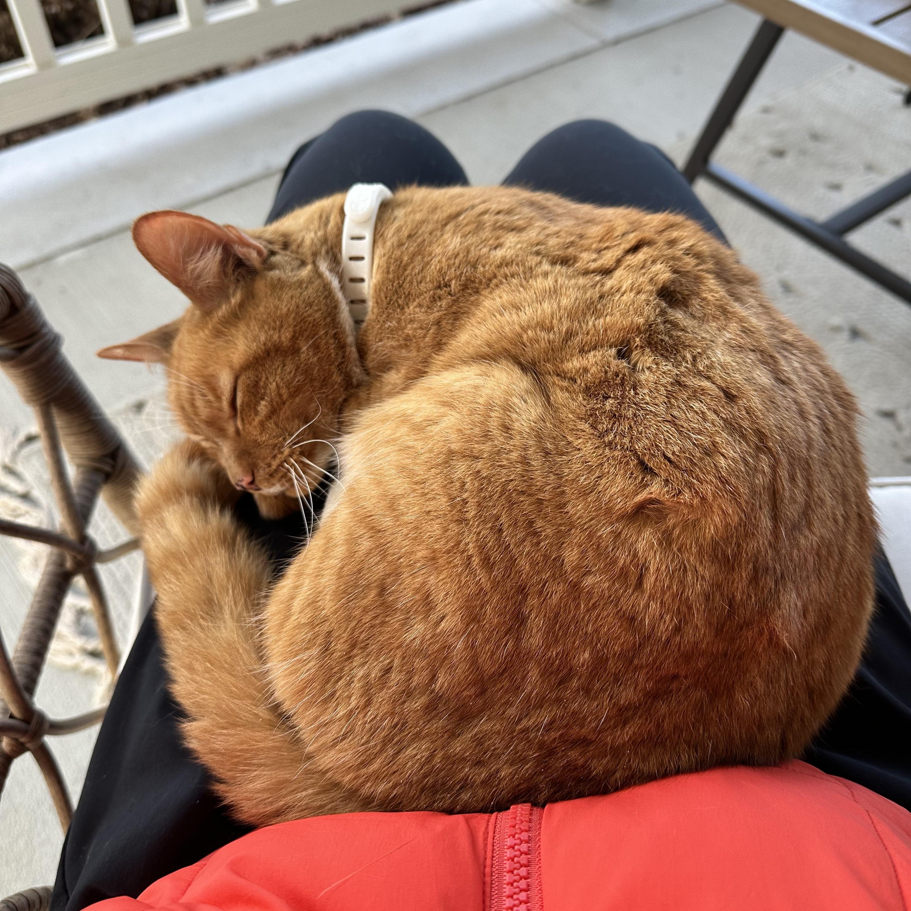 Enlarge Felix, an adopted Domestic Short Hair in Richmond, VA image 2/4