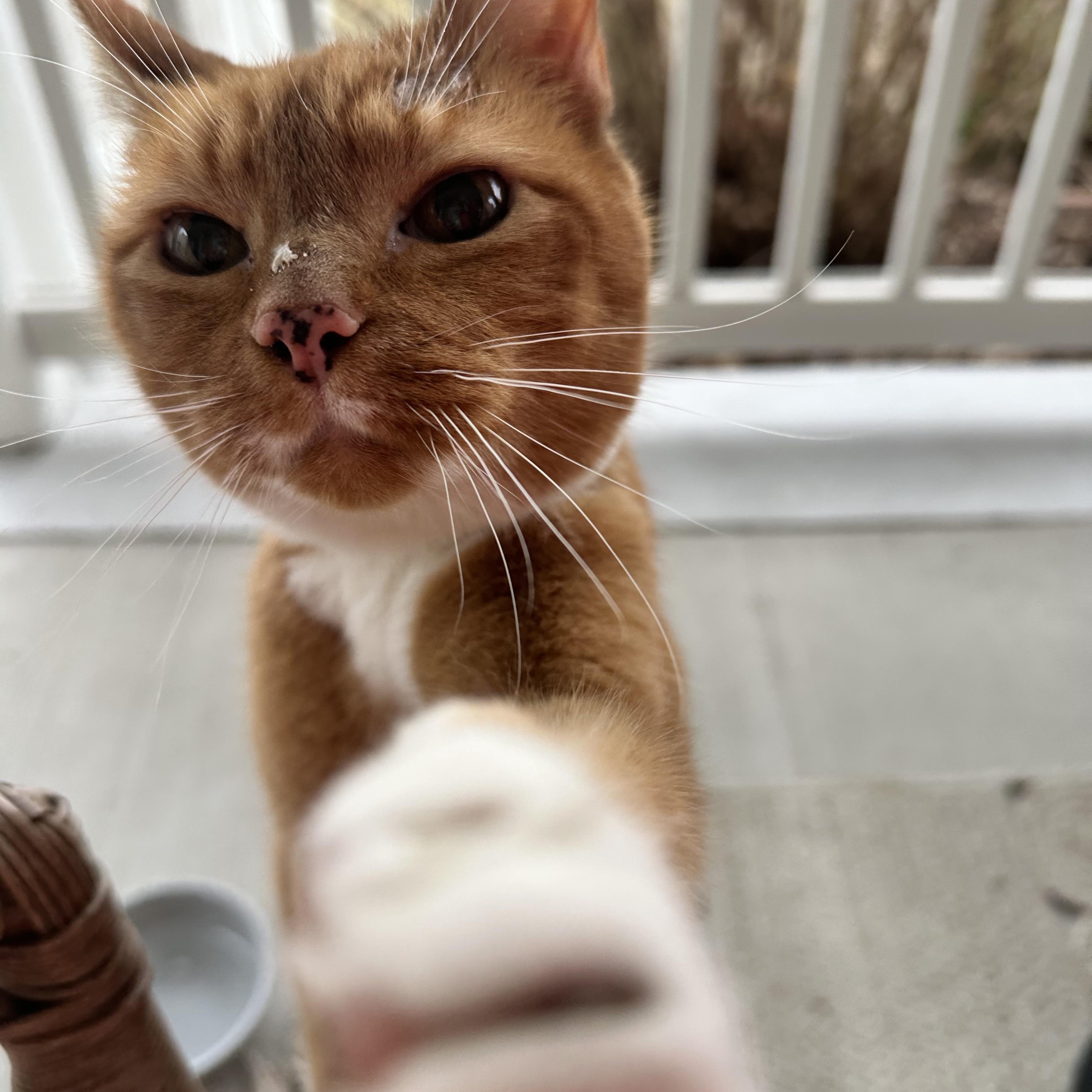 Enlarge Felix, an adopted Domestic Short Hair in Richmond, VA image 3/4