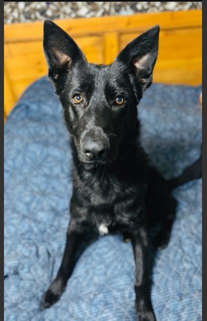 Enlarge Handsome, a Adoptable mixed breed in renton, WA image 1/1