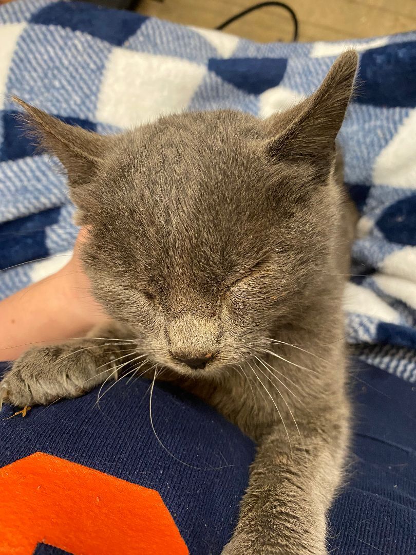 Stan, Adopted, Kitten Male Domestic Short Hair.