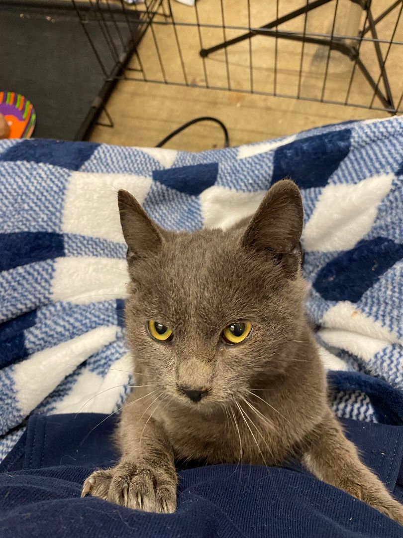 Stan, a Adopted Domestic Short Hair in Mechanicsville, MD image 2/10