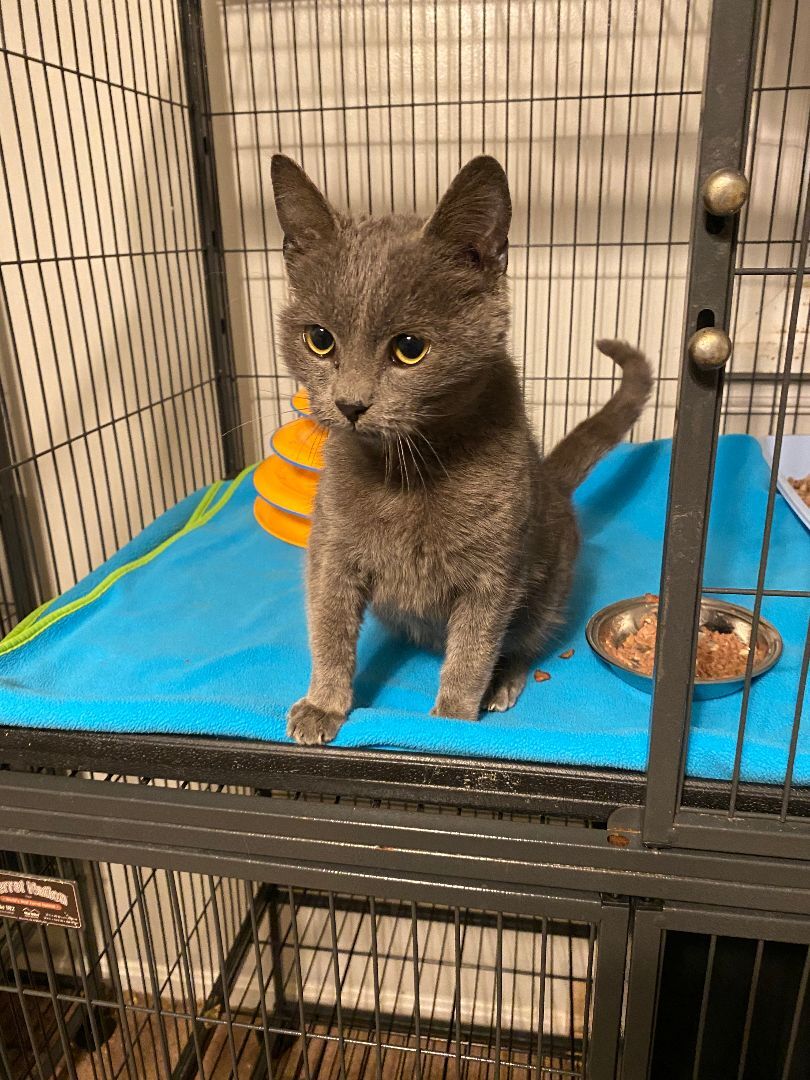 Stan, a Adopted Domestic Short Hair in Mechanicsville, MD image 3/10