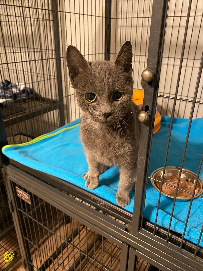 Stan, a Adopted Domestic Short Hair in Mechanicsville, MD image 4/10