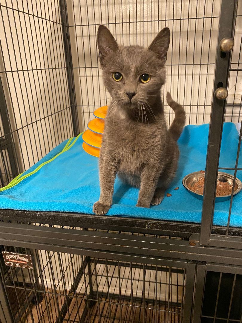 Stan, a Adopted Domestic Short Hair in Mechanicsville, MD image 5/10