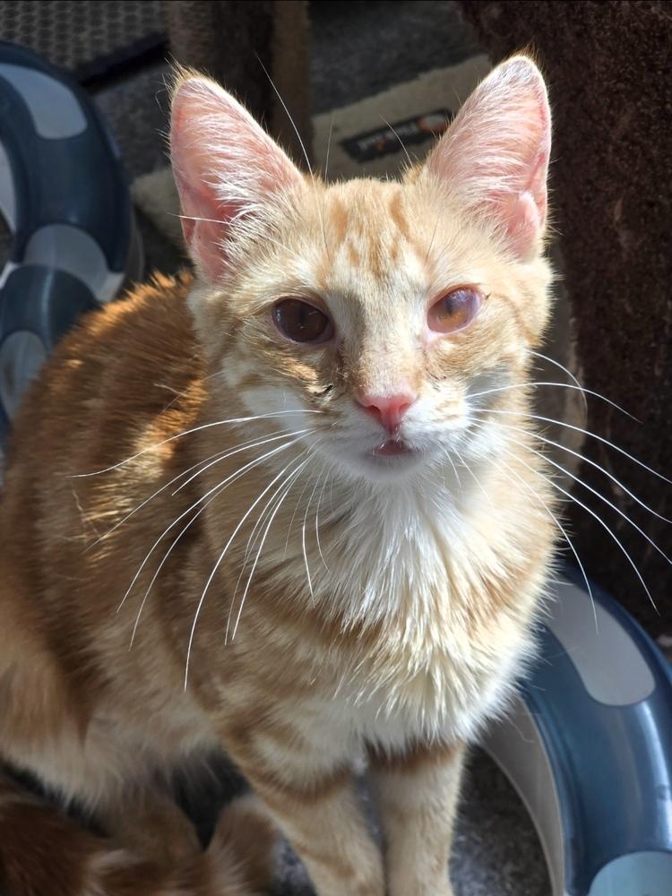 Marigold, a Adoptable Domestic Short Hair in Wilson, NC image 1/4