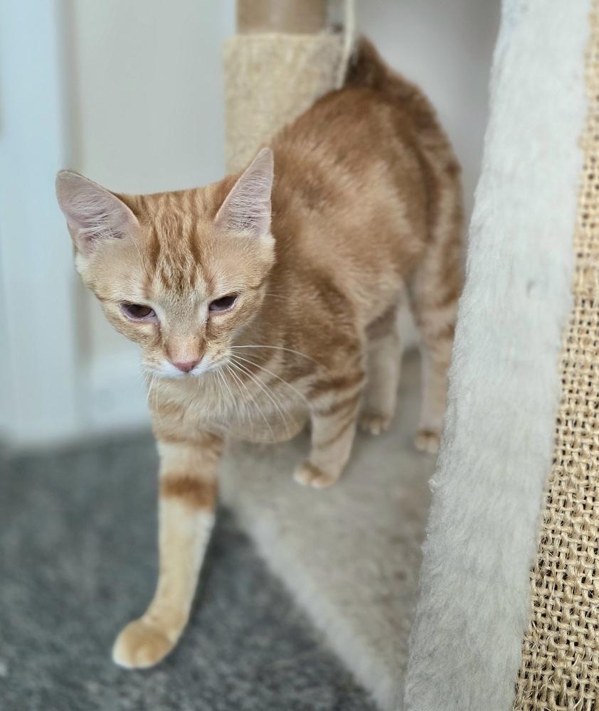 Marigold, a Adoptable Domestic Short Hair in Wilson, NC image 2/4