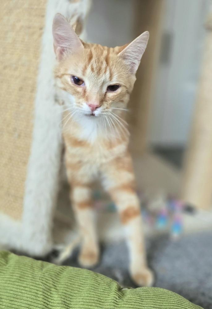 Marigold, a Adoptable Domestic Short Hair in Wilson, NC image 3/4
