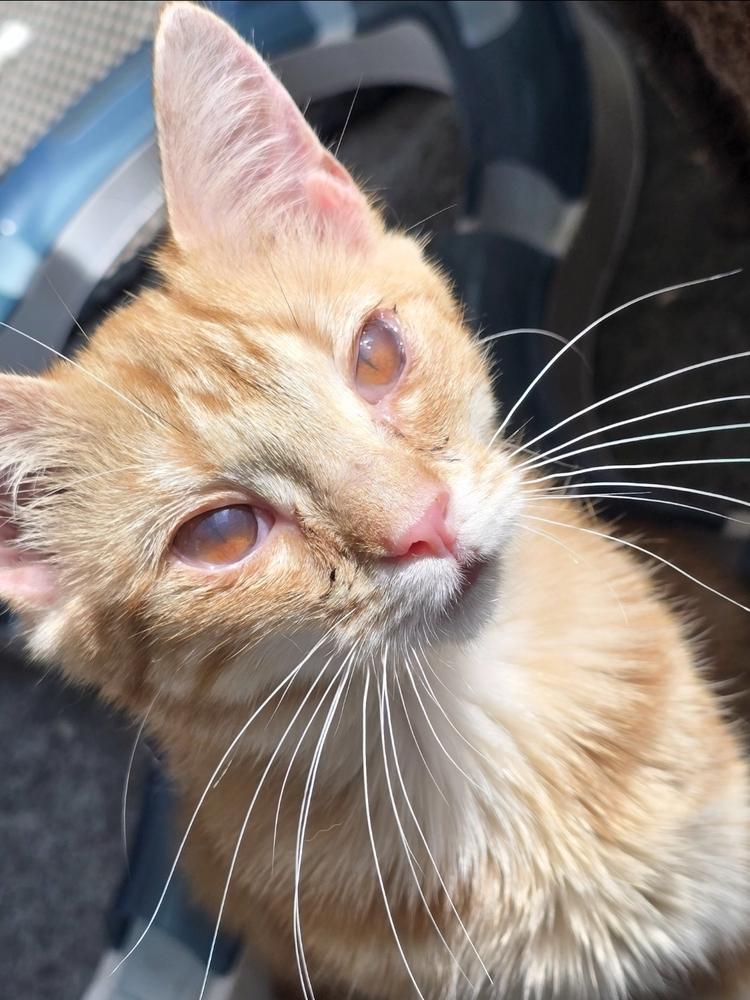 Marigold, a Adoptable Domestic Short Hair in Wilson, NC image 4/4