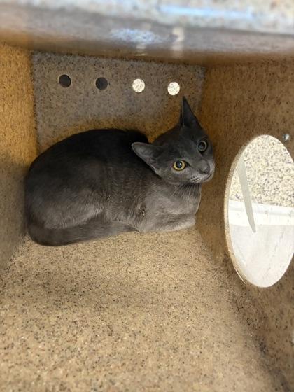 Lorna (working cat), Adoptable, Adult Female Domestic Short Hair & Domestic Short Hair.