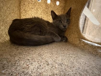 Enlarge Lorna (working cat), a Adoptable mixed breed in Fairfax, VA image 2/2