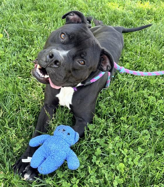 DOZER photo