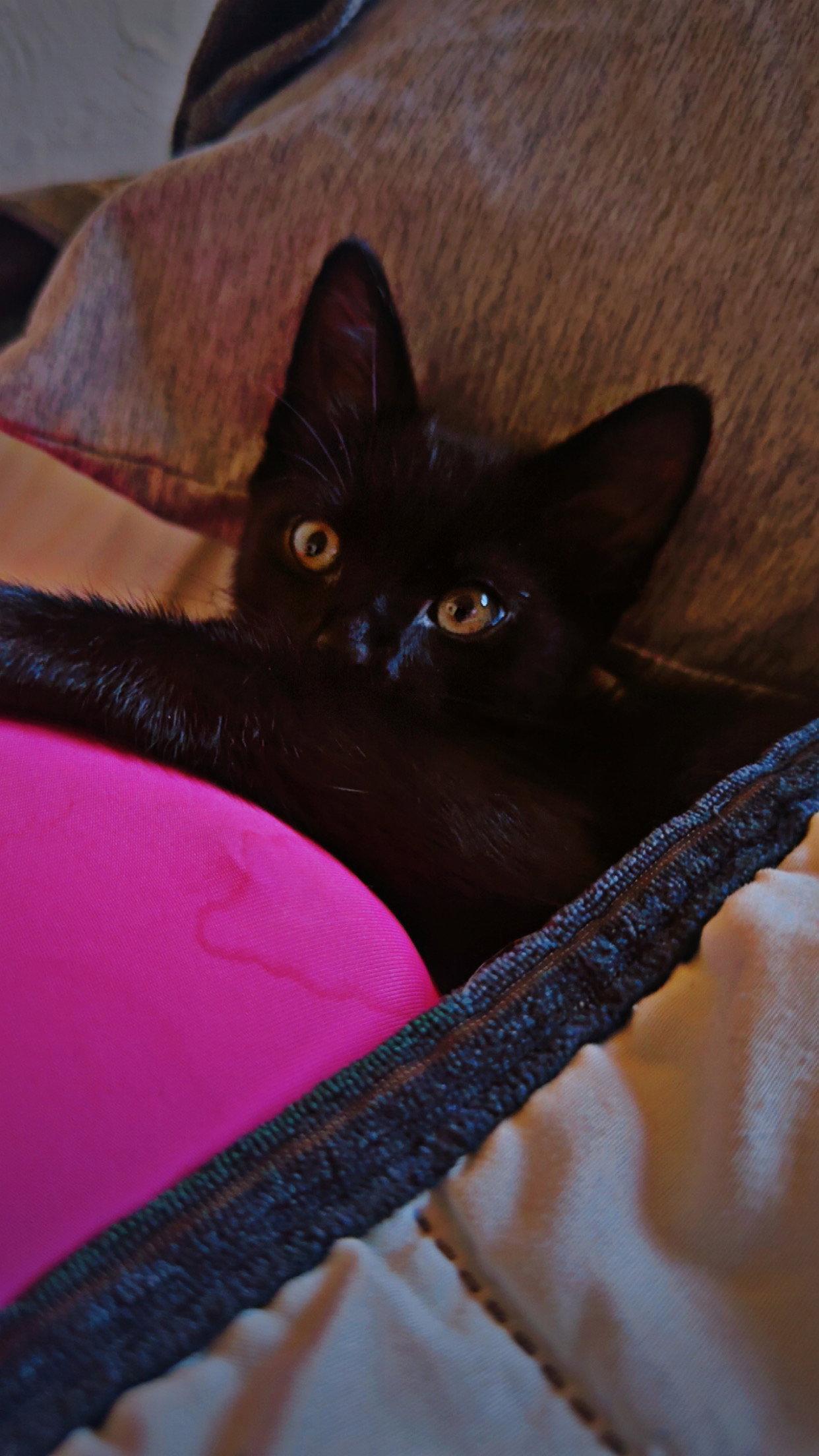 Bear ( Nicole ), a Adoptable Domestic Short Hair in Vallejo, CA image 1/3