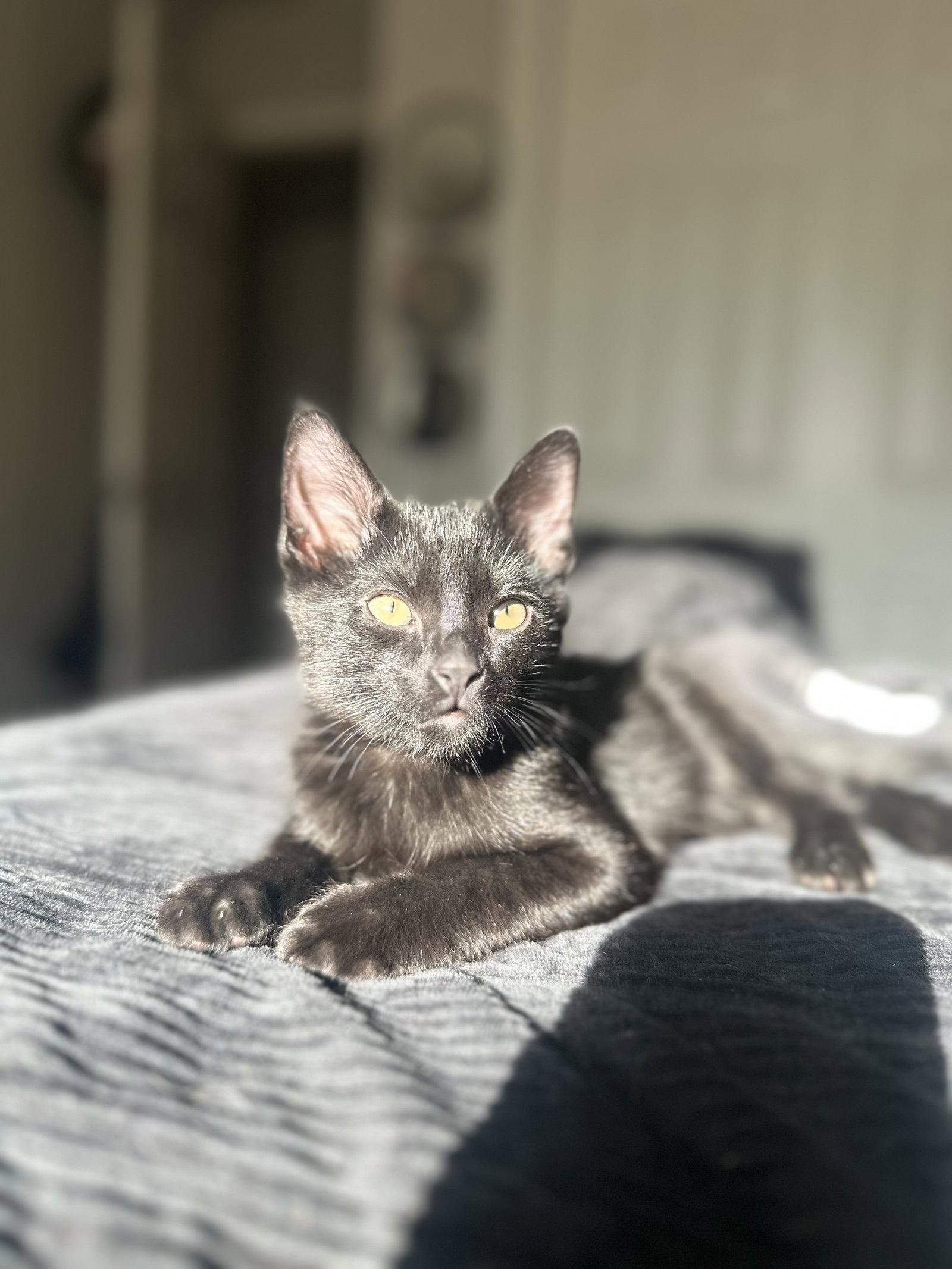 Bear ( Nicole ), a Adoptable Domestic Short Hair in Vallejo, CA image 2/3