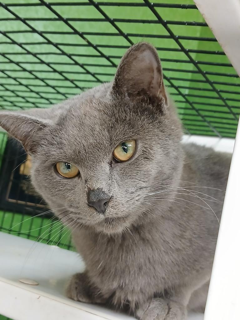 (C Kittens) Cash, Adoptable, Young Male Domestic Short Hair.