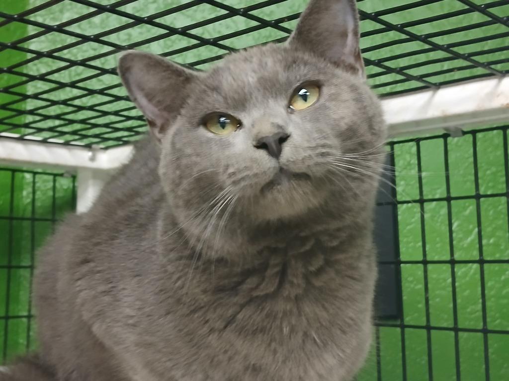 (C Kittens) Cash, a Adoptable mixed breed in Fort Worth, TX image 2/2