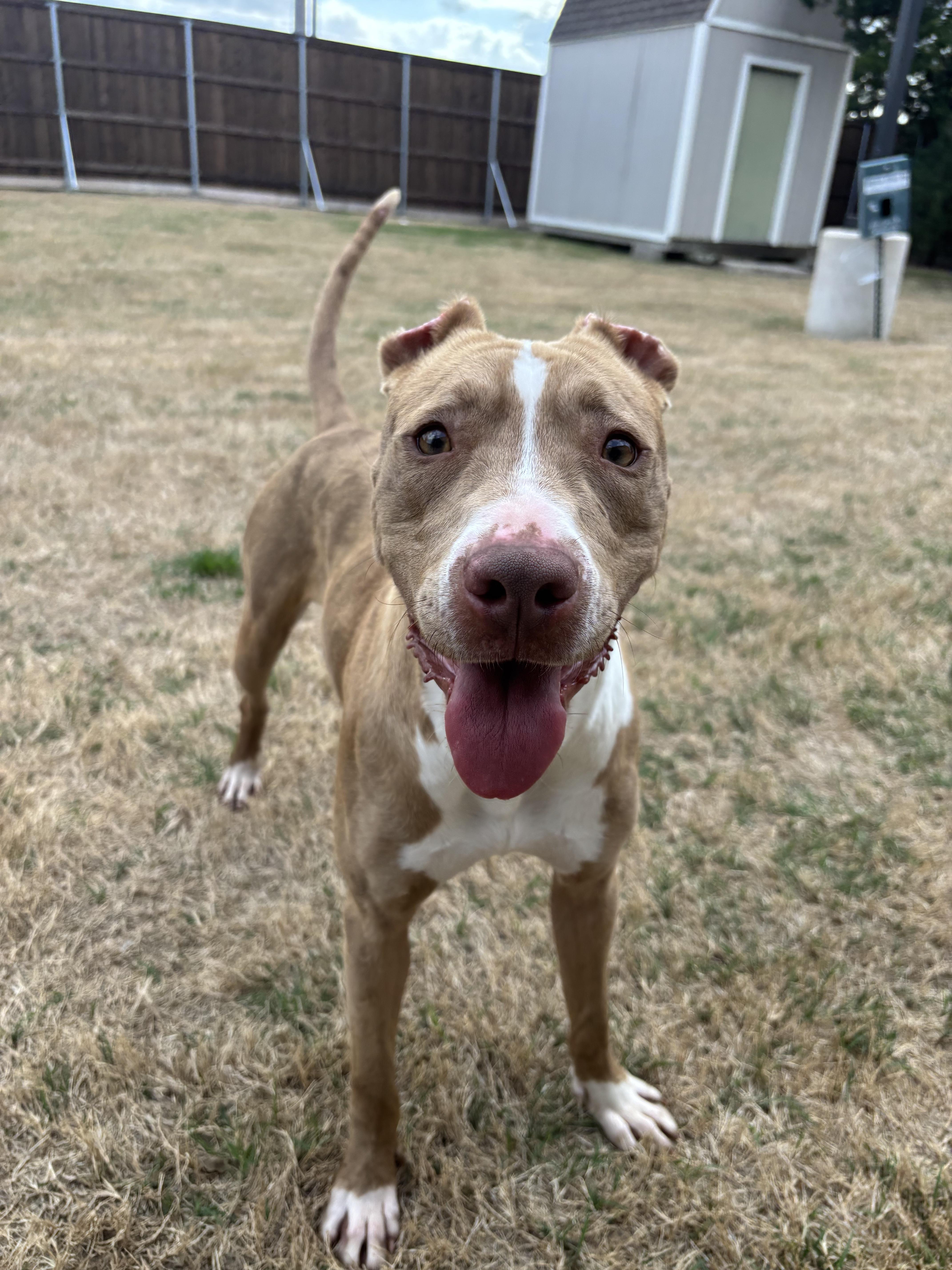 Pebbles, a Adoptable Pit Bull Terrier in Greenville, TX image 1/3
