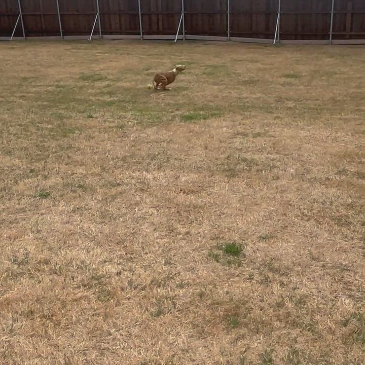 Enlarge Pebbles, a Adoptable Pit Bull Terrier in Greenville, TX video 3/3