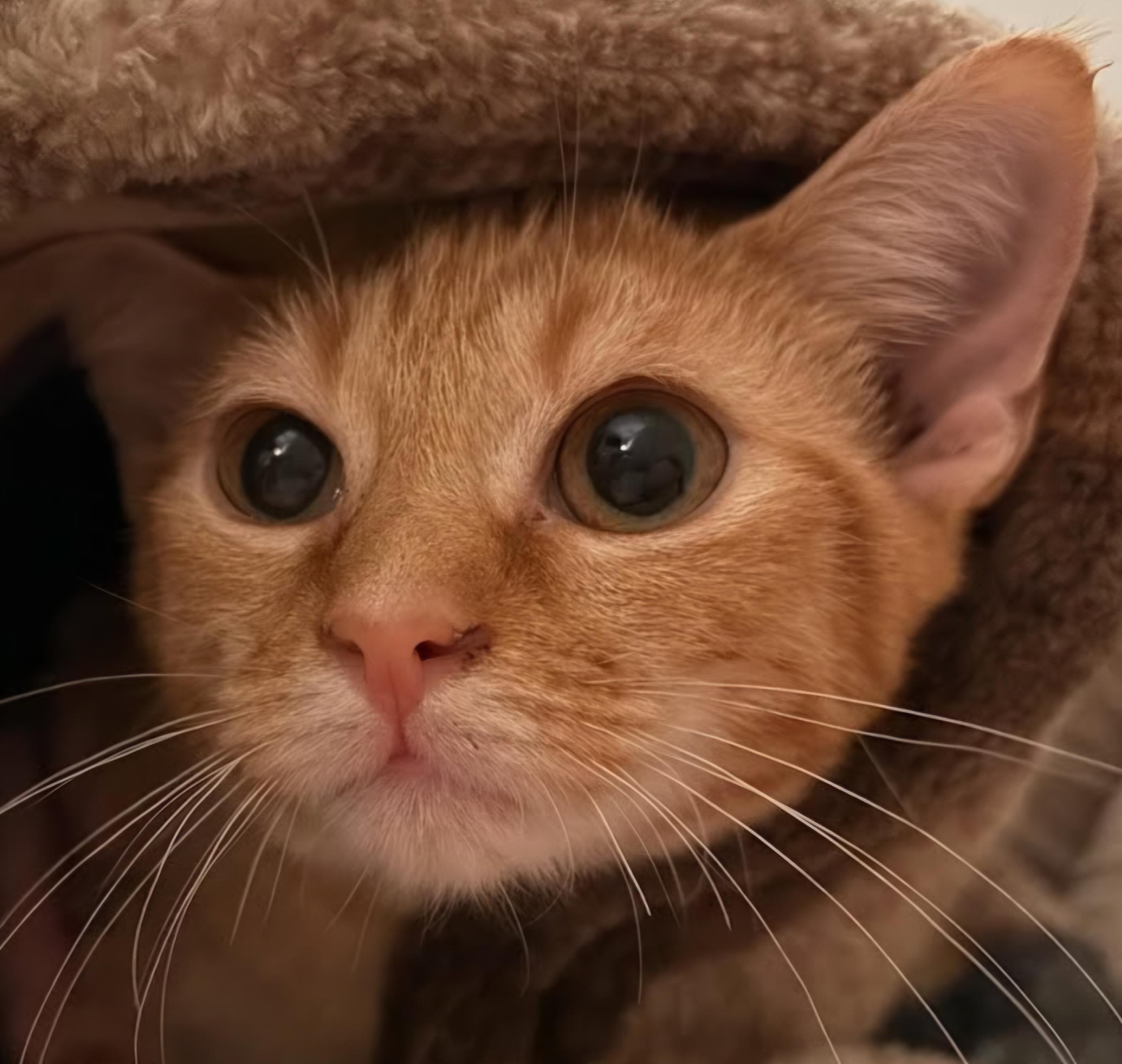 Purrnard (WG), adopted, Kitten Male Domestic Short Hair.