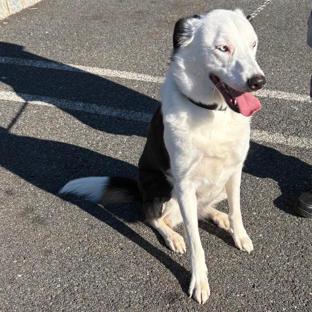 Ilsa, Adoptable, Adult Female Border Collie.