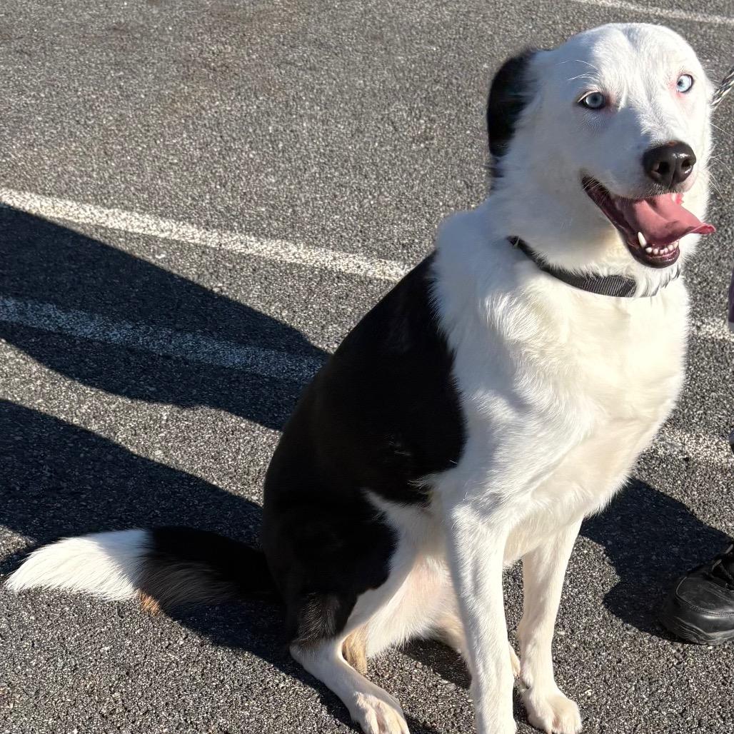 Enlarge Ilsa, a Adoptable Border Collie in East Hanover, NJ image 2/6