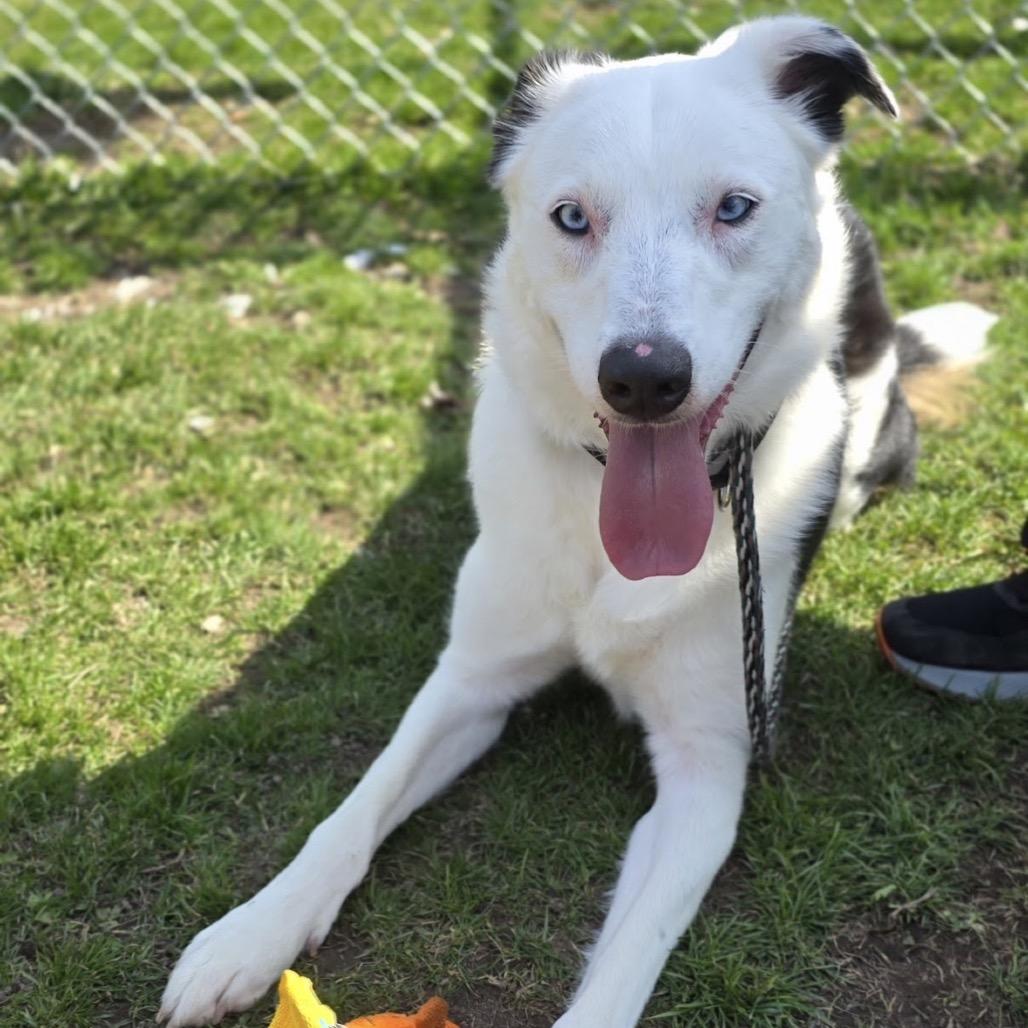 Enlarge Ilsa, a Adoptable Border Collie in East Hanover, NJ image 3/6