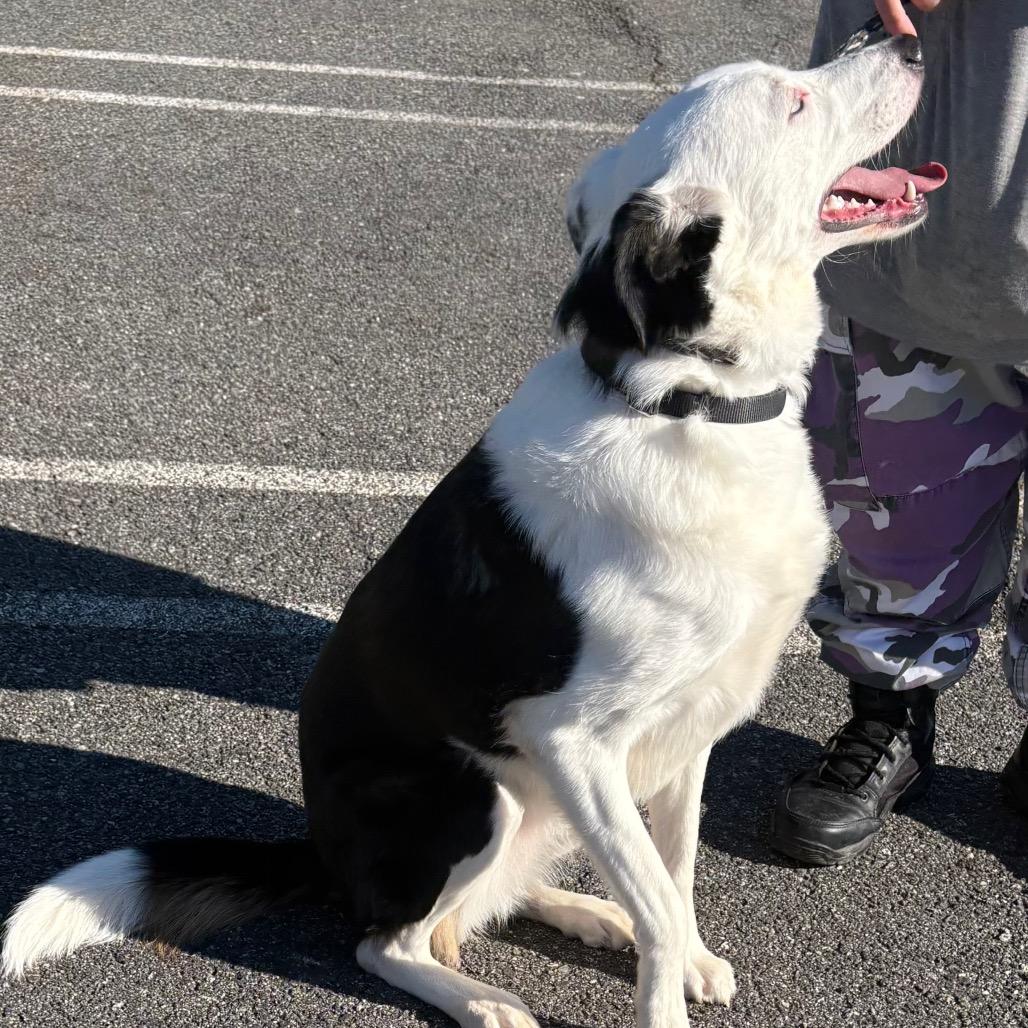 Enlarge Ilsa, a Adoptable Border Collie in East Hanover, NJ image 4/6