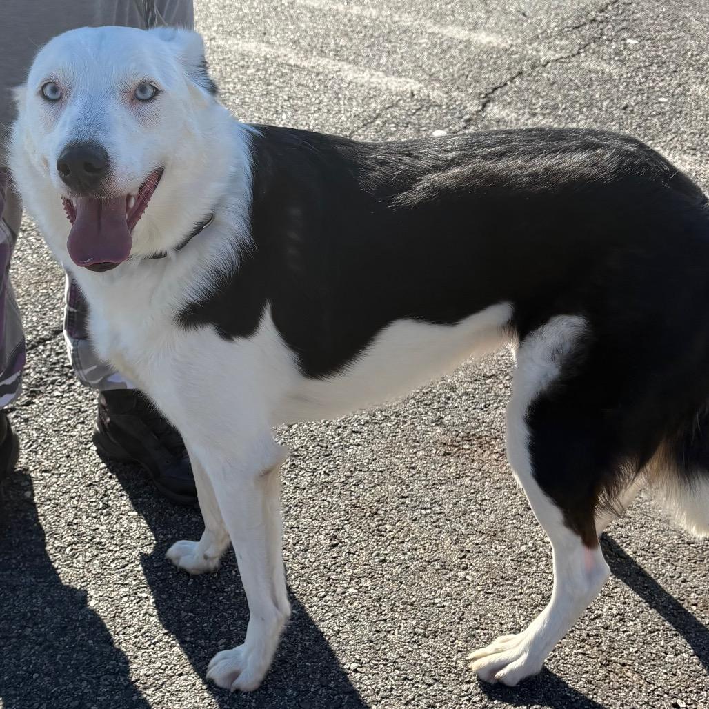 Enlarge Ilsa, a Adoptable Border Collie in East Hanover, NJ image 5/6