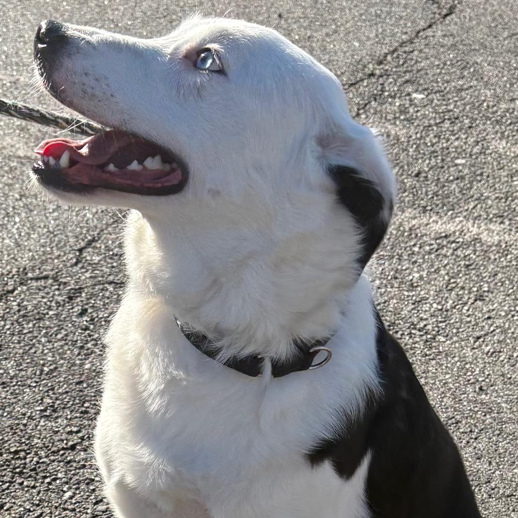 Enlarge Ilsa, a Adoptable Border Collie in East Hanover, NJ image 6/6