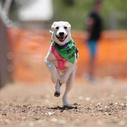 Star, an adopted mixed breed in Whittier, CA image 2/5