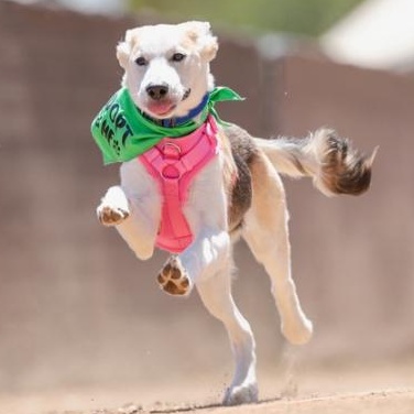 Star, an adopted mixed breed in Whittier, CA image 3/5