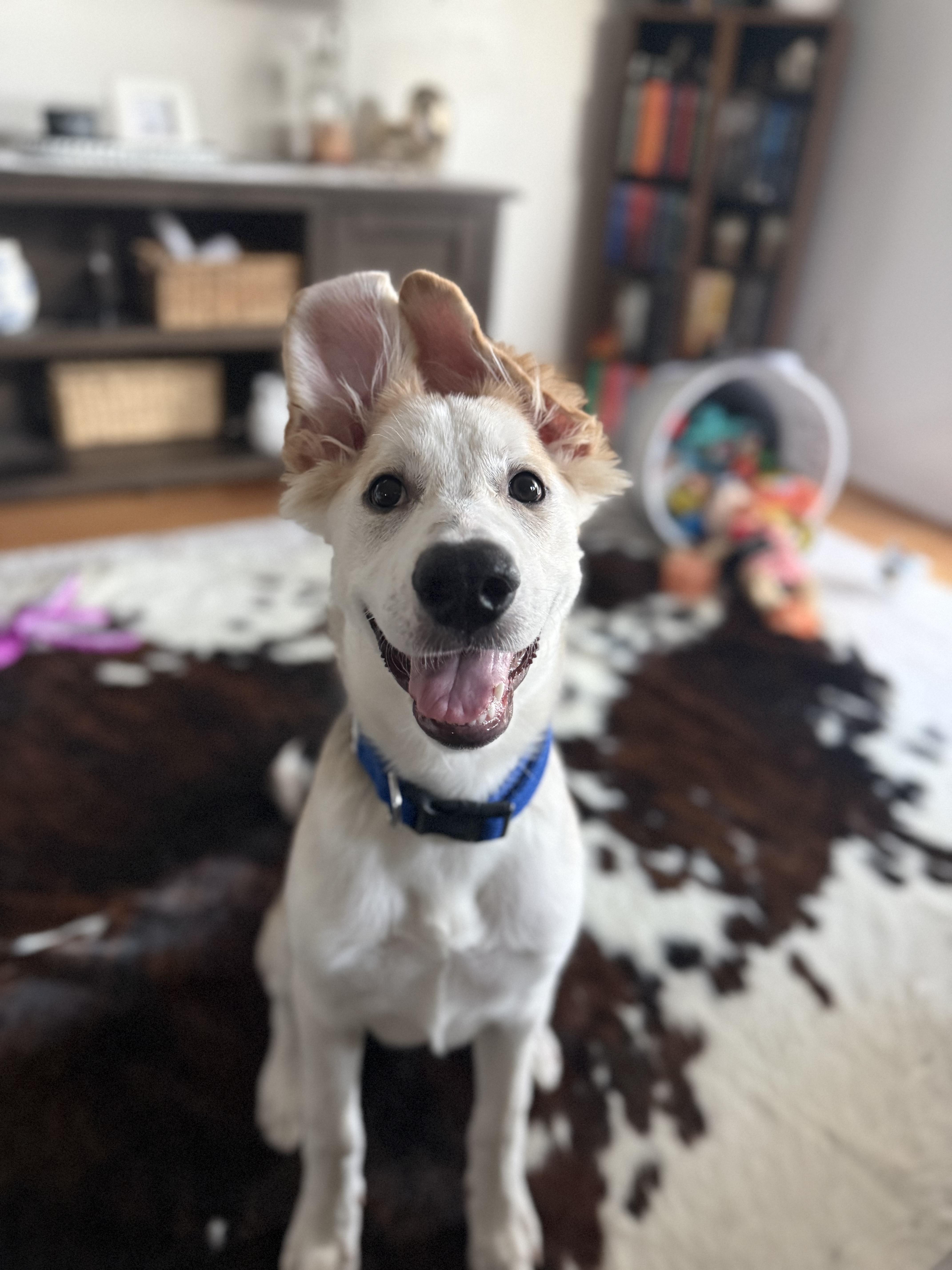 Star, an adopted mixed breed in Whittier, CA image 5/5