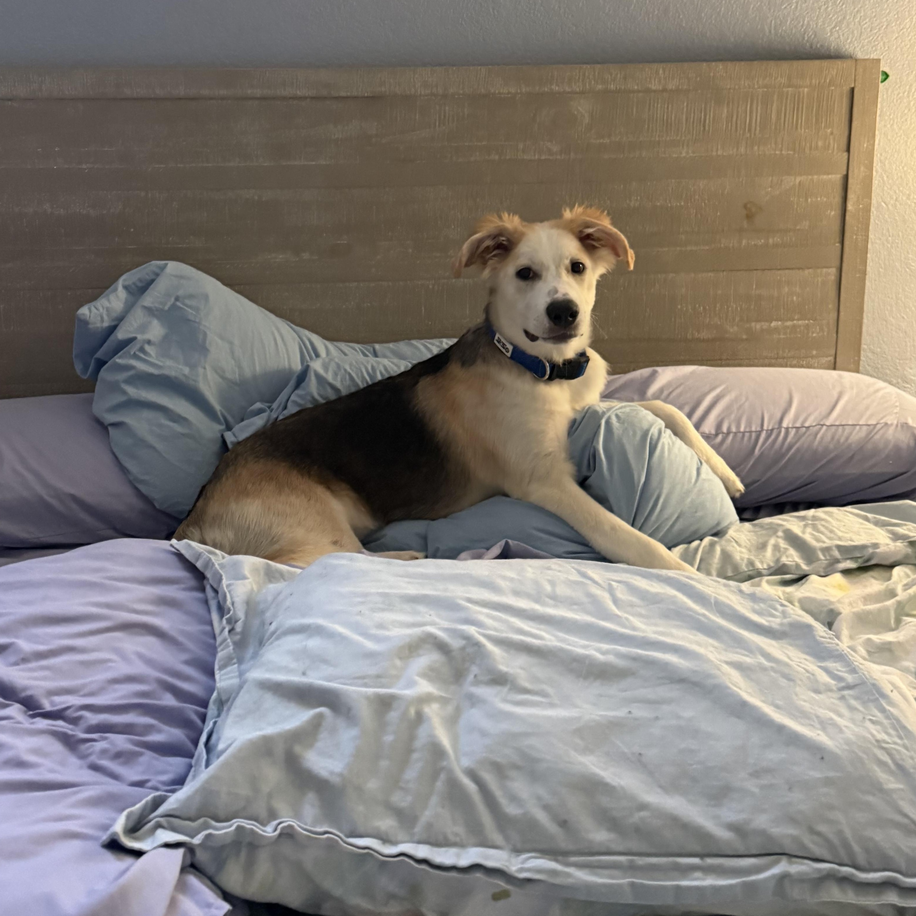 Star, an adopted mixed breed in Whittier, CA image 4/5
