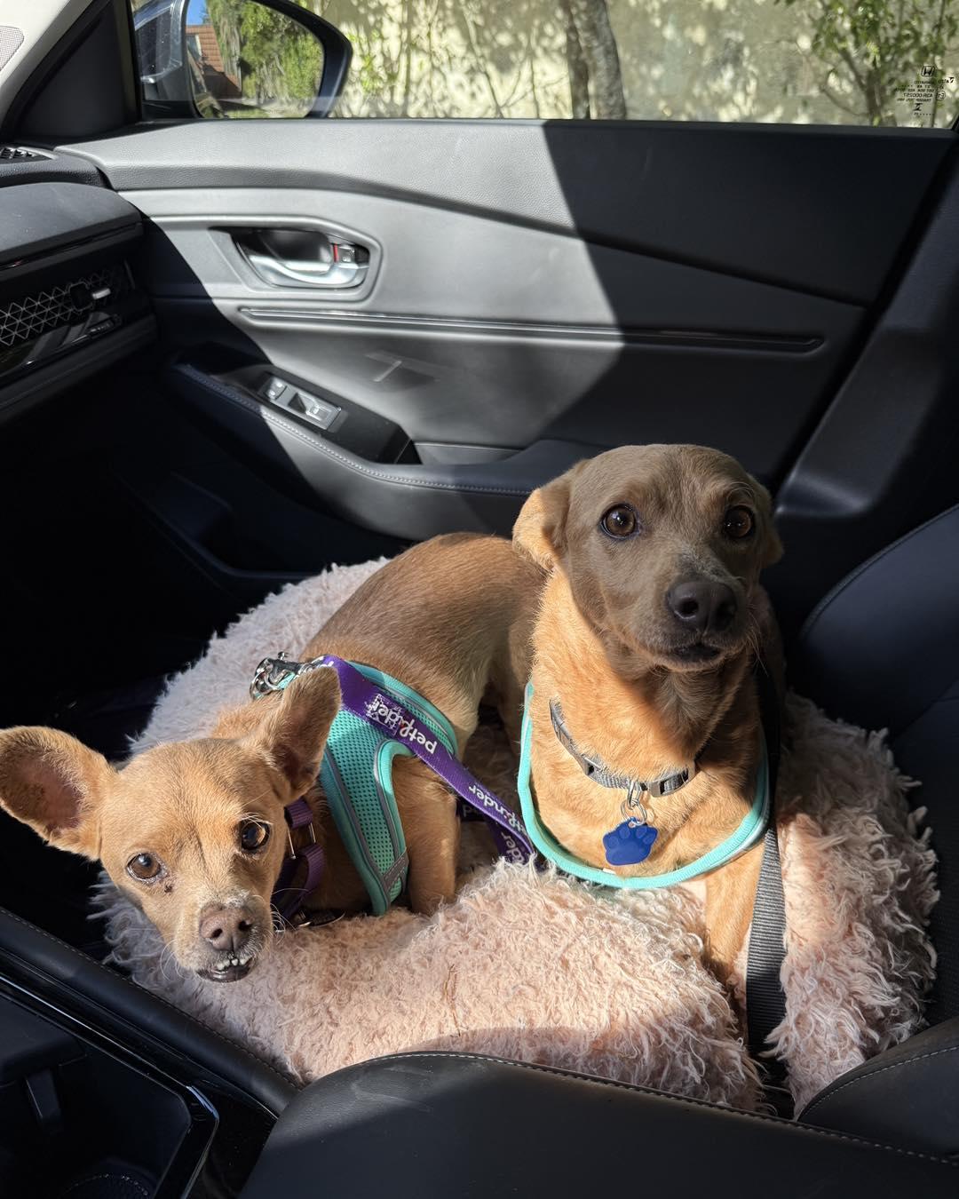 Enlarge Rylo, a ADOPTABLE mixed breed in Plantation, FL image 3/3