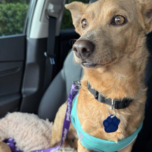 Rylo, ADOPTABLE, Adult Male Dachshund & Chihuahua.