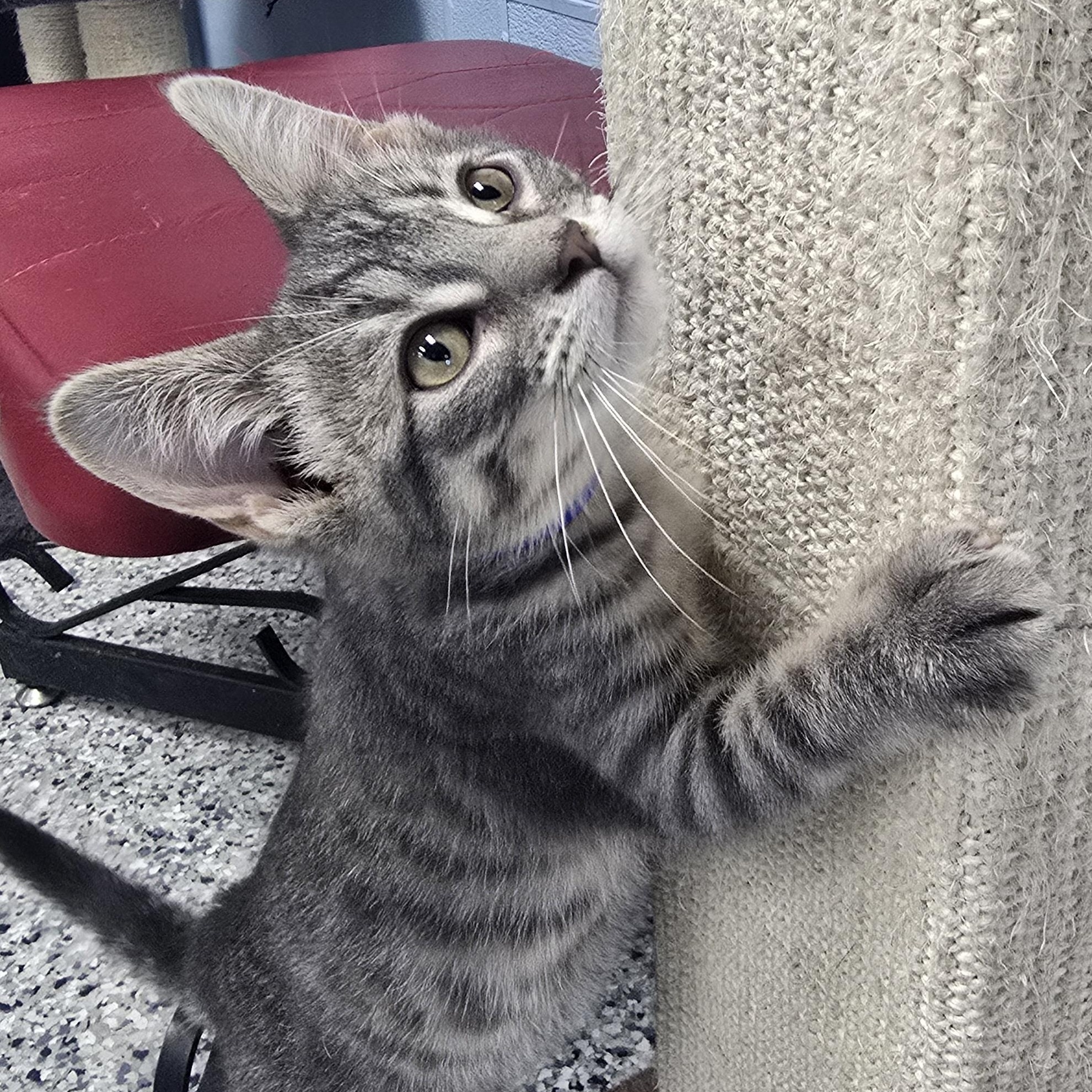 Owen, adopted, Kitten Male Domestic Short Hair.