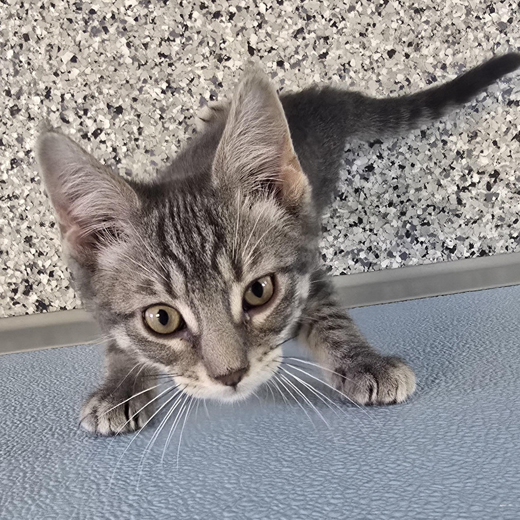 Owen, an adopted Domestic Short Hair in Farmington, MO image 2/3