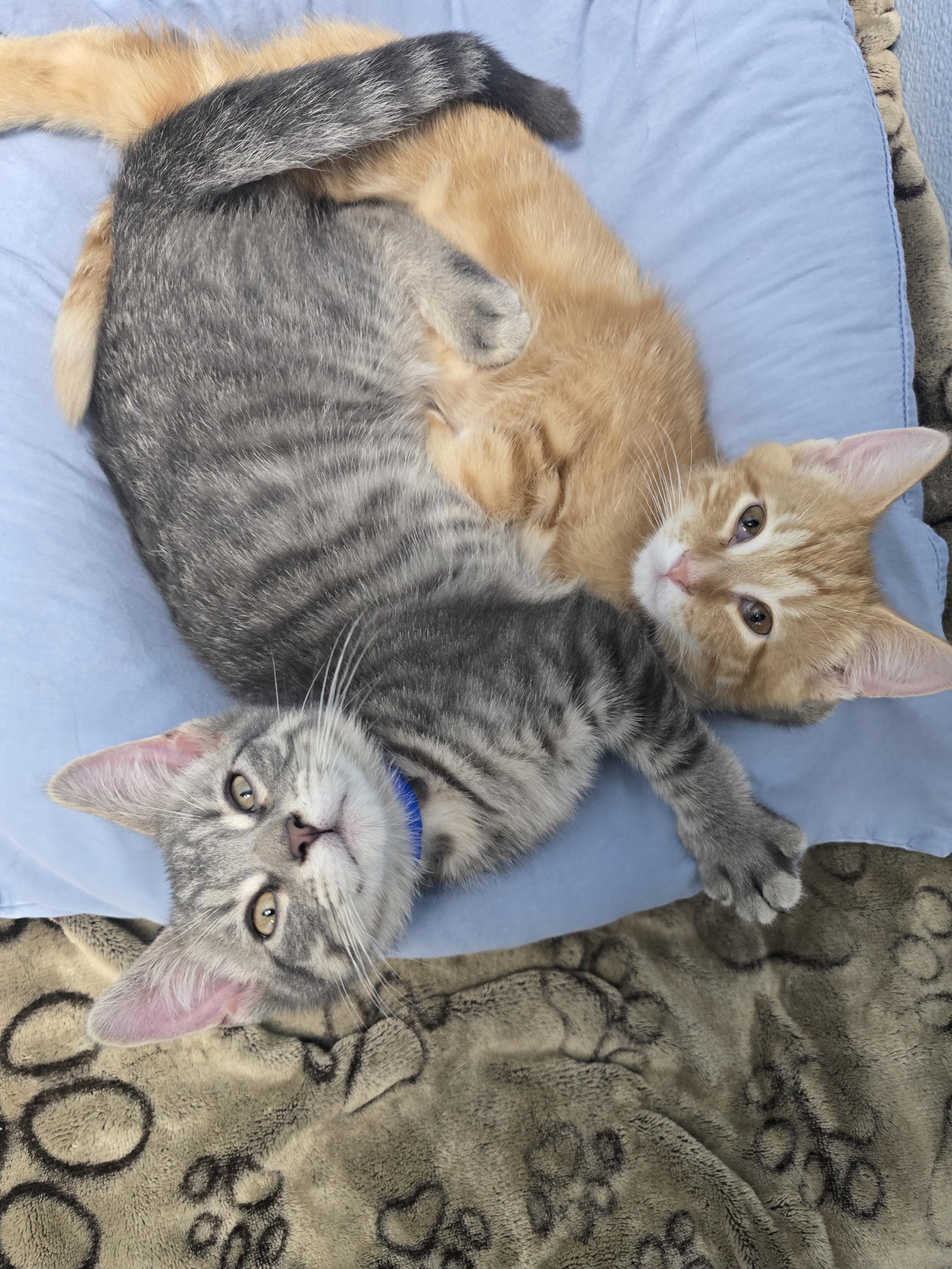Owen, an adopted Domestic Short Hair in Farmington, MO image 3/3