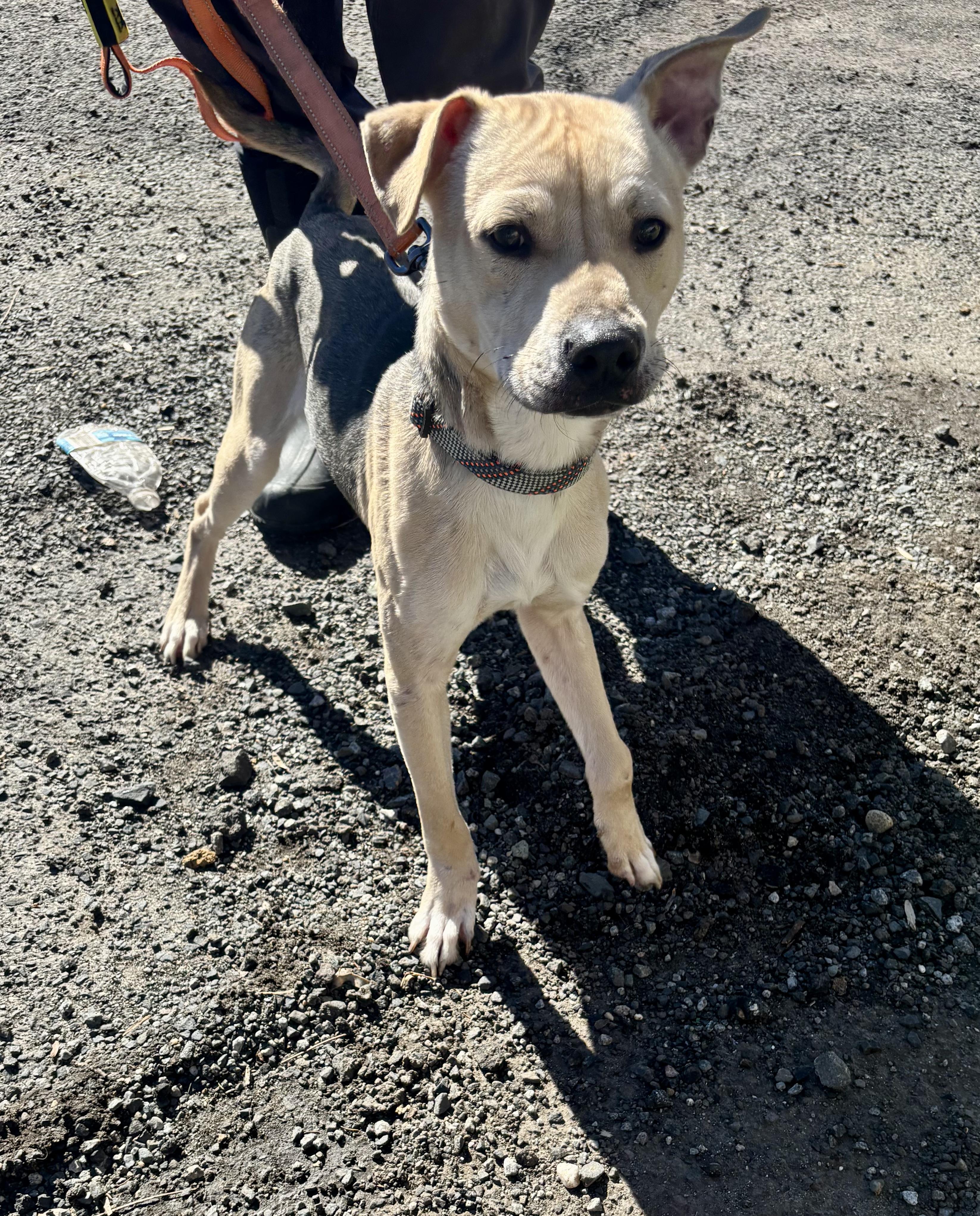 Dusty , ADOPTABLE, Adult Male Shepherd.