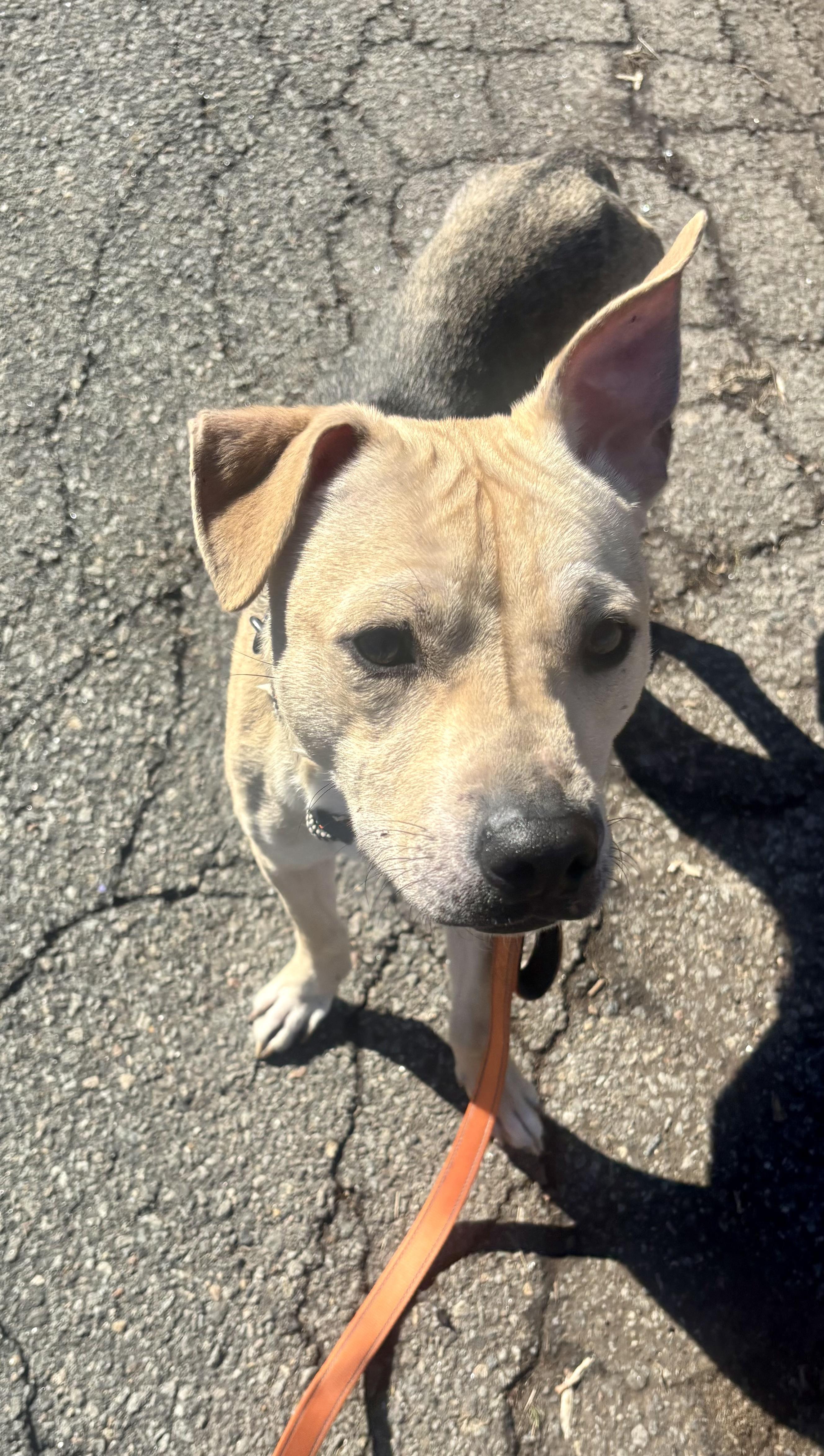 Enlarge Dusty , a ADOPTABLE mixed breed in East Orange, NJ image 2/6