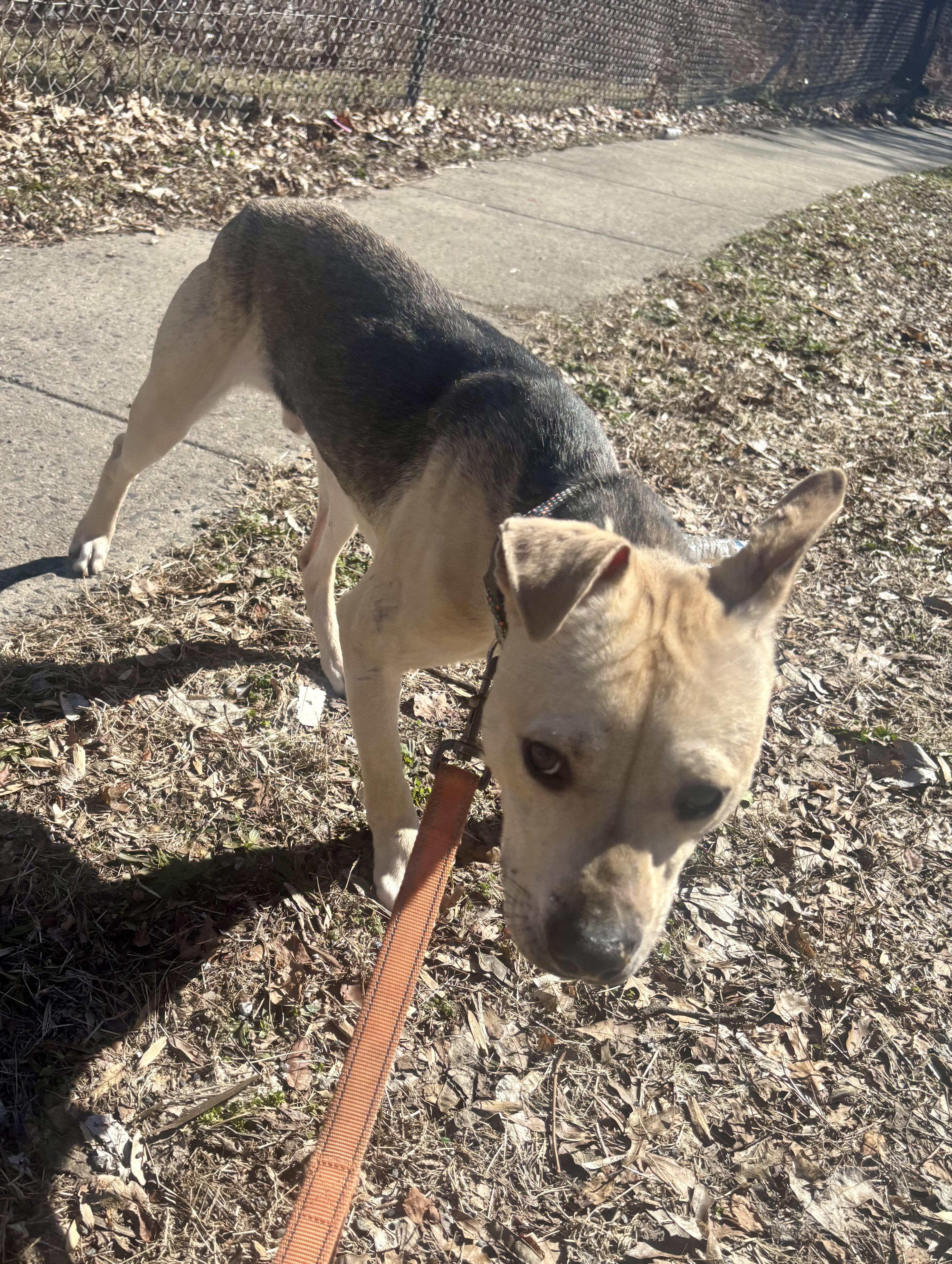 Enlarge Dusty , a ADOPTABLE mixed breed in East Orange, NJ image 6/6