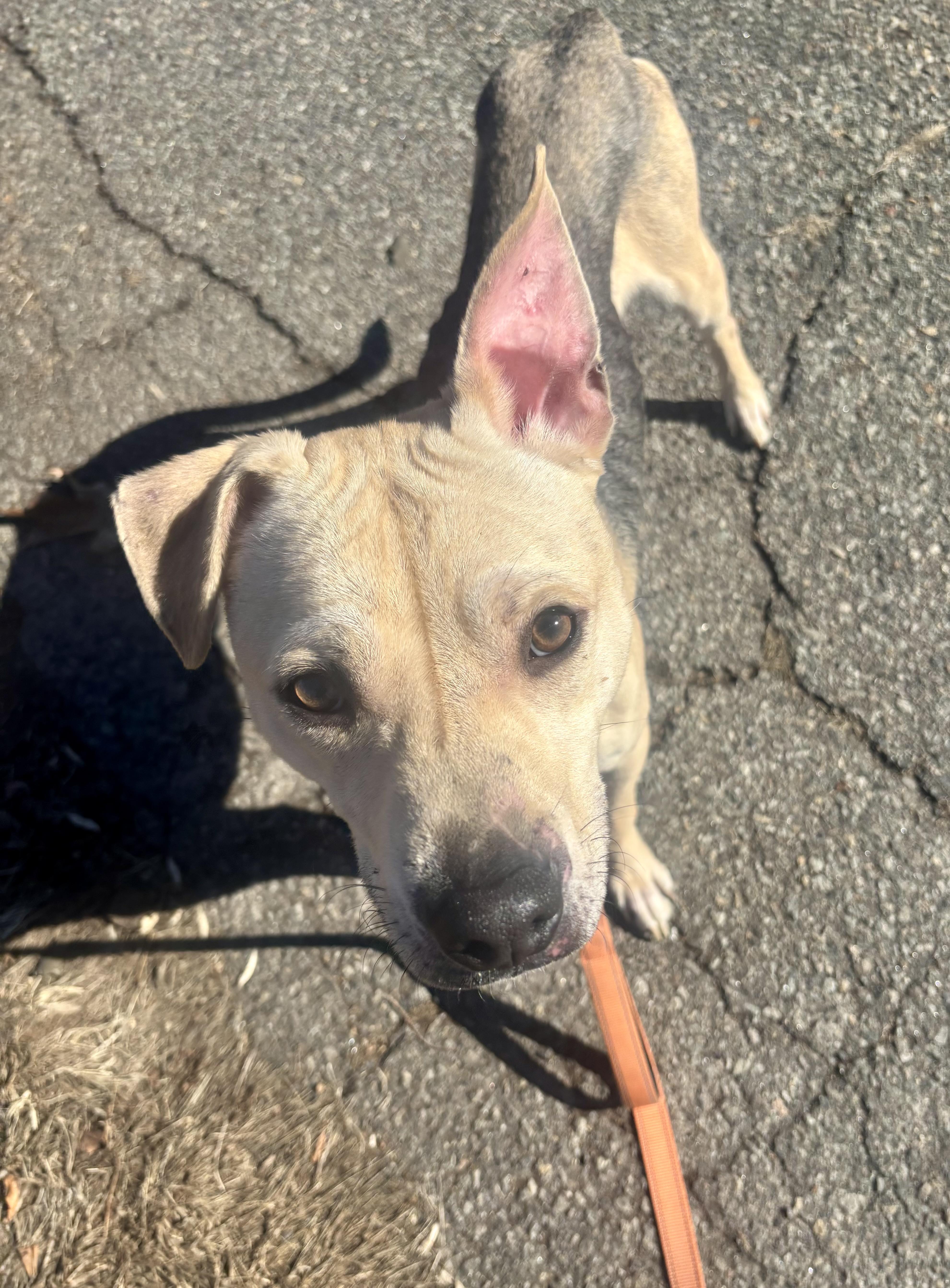 Enlarge Dusty , a ADOPTABLE mixed breed in East Orange, NJ image 4/6
