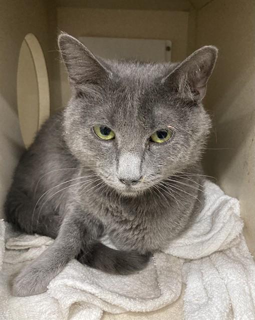 RONALDO, Adoptable, Adult Male Domestic Short Hair.