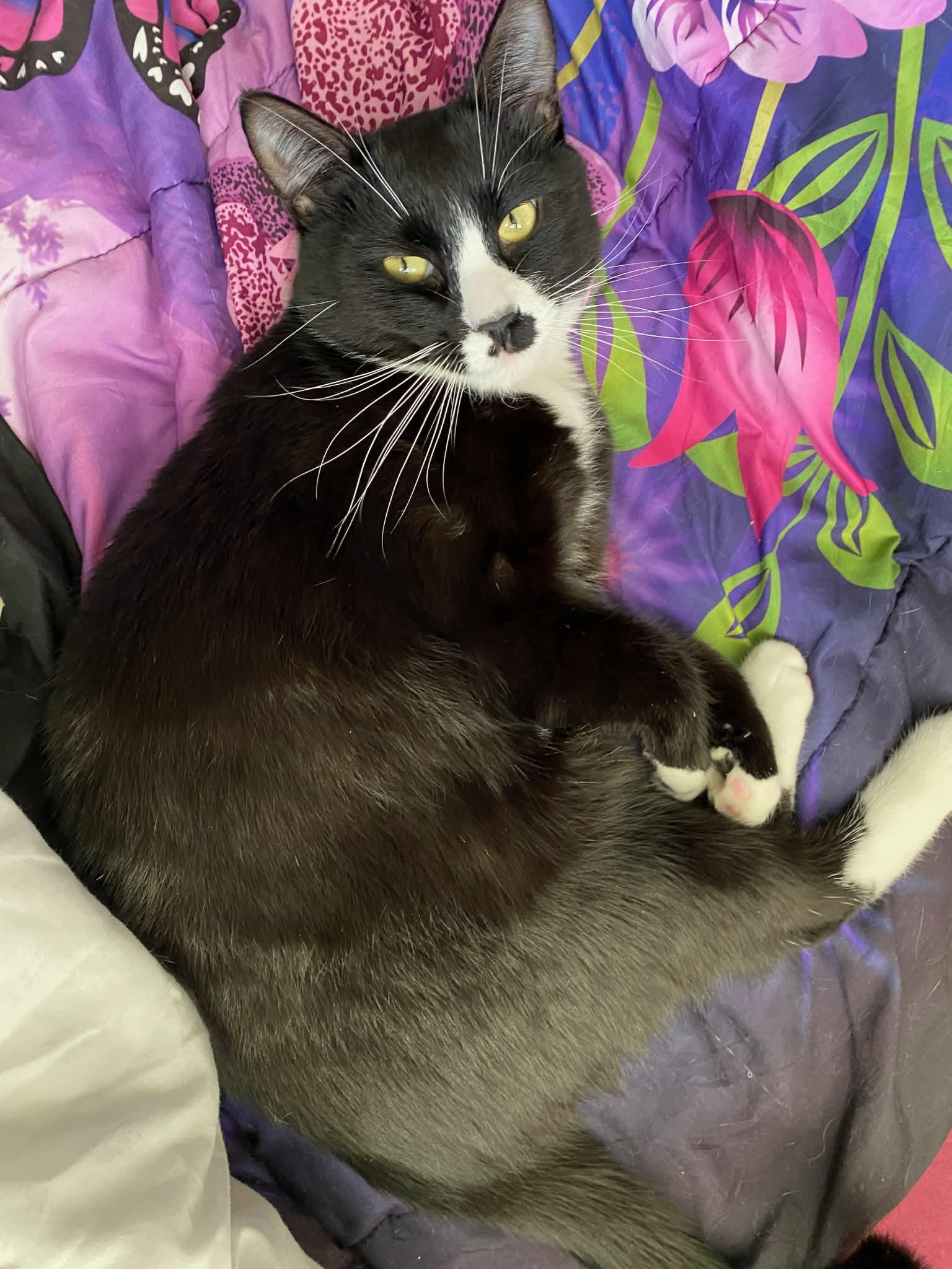 Enlarge Pepper-Teenage Tuxies , a Adoptable mixed breed in Gladstone, OR image 2/5